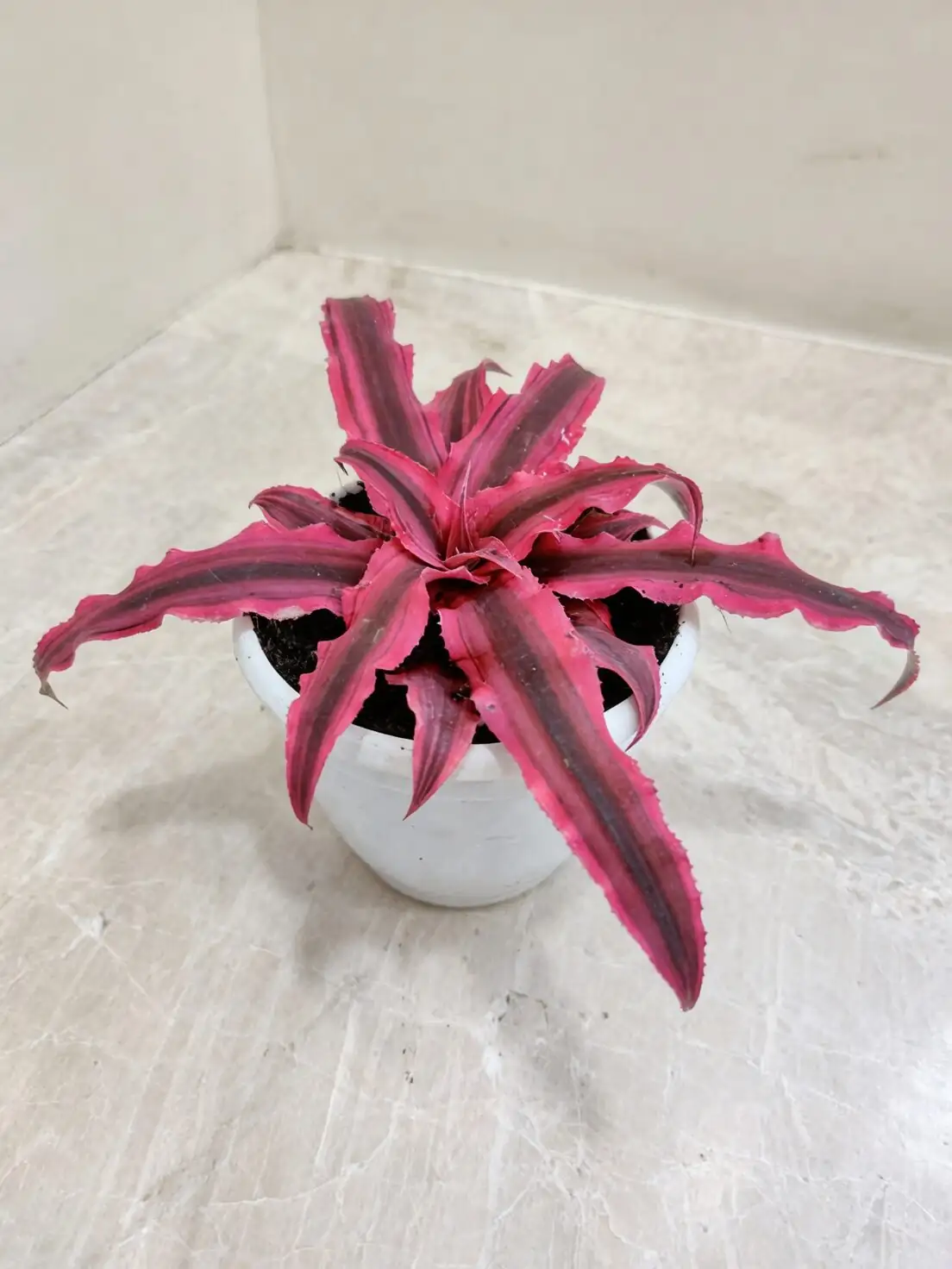 earth star bromeliad bookshelf decor