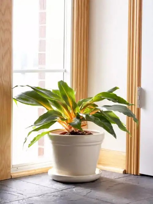 cryptanthus fittonia spider plant window