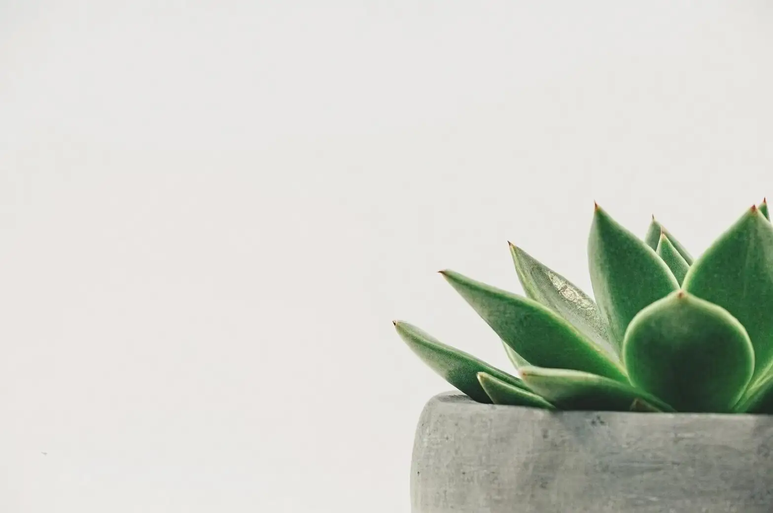 cryptanthus watering pot rim fan