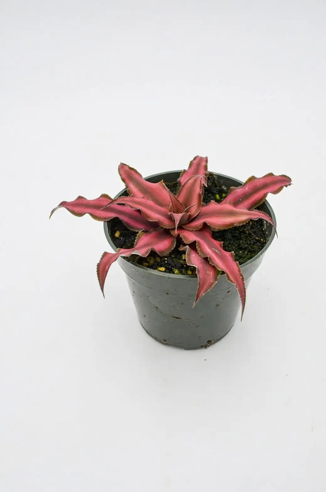 earth star bromeliad grow light comparison
