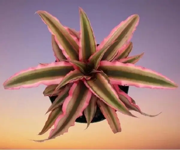 earth star bromeliad light distance measurement