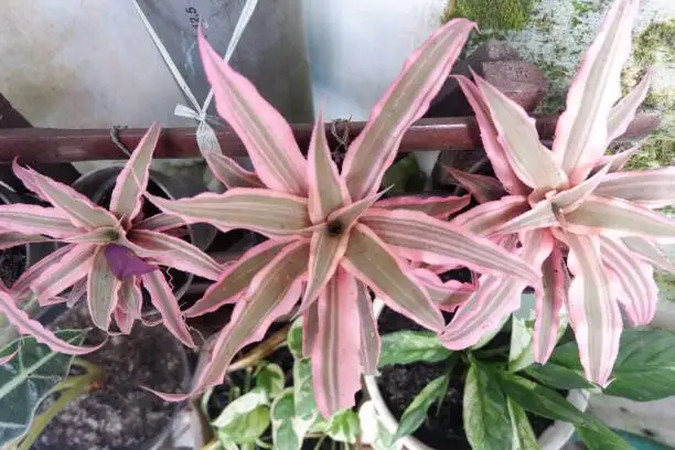 cryptanthus bivittatus summer shade net