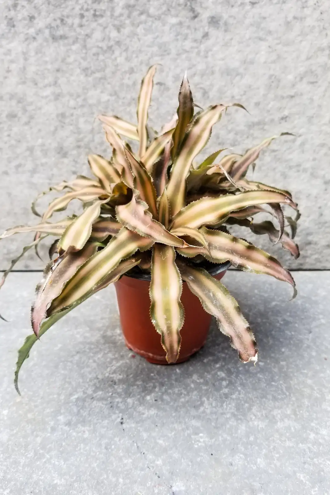 earth star bromeliad watering rosette dry