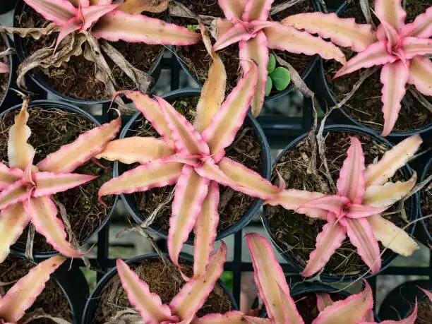 earth star bromeliad airy substrate mix