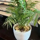 earth star watering pot edge