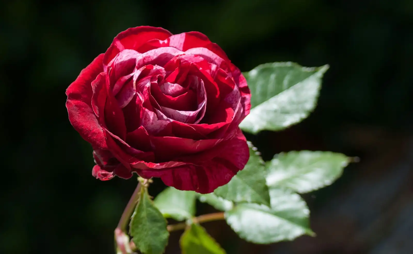 Turn Up the Red: A 4-Week Light and Water Bootcamp for Echeveria ‘Red Taurus’