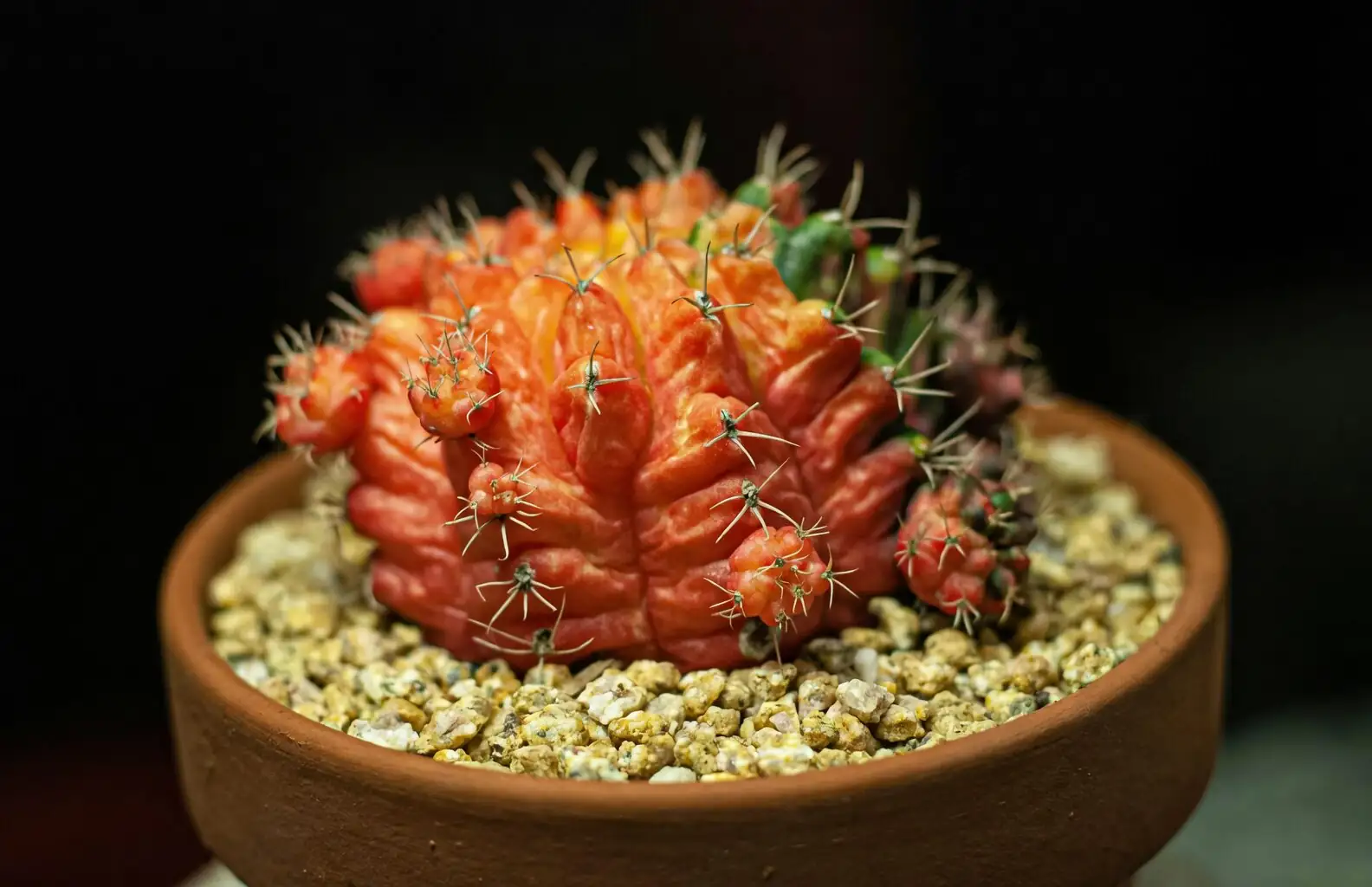 Echeveria Red Taurus repotting terracotta mix
