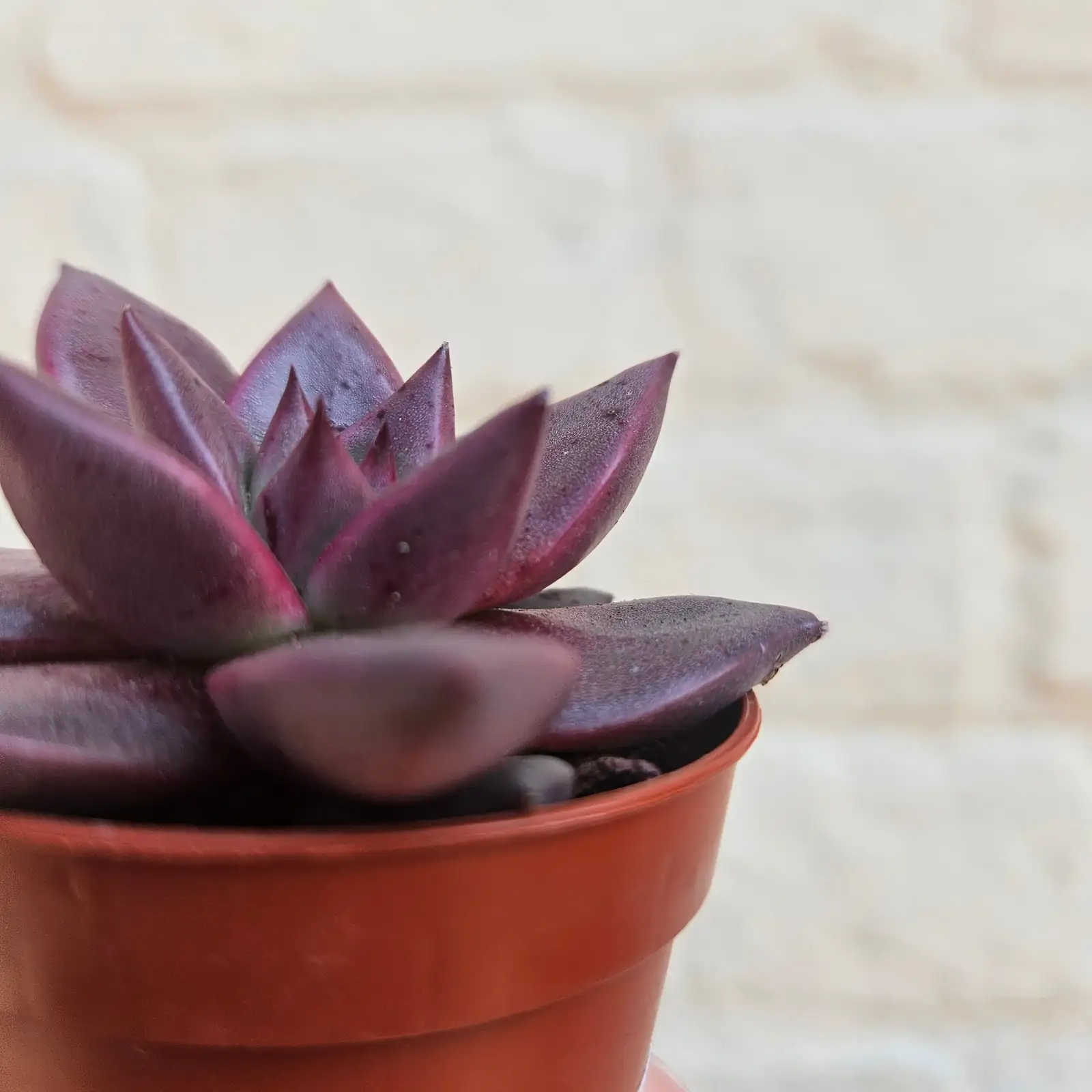 Echeveria Red Taurus small fan airflow