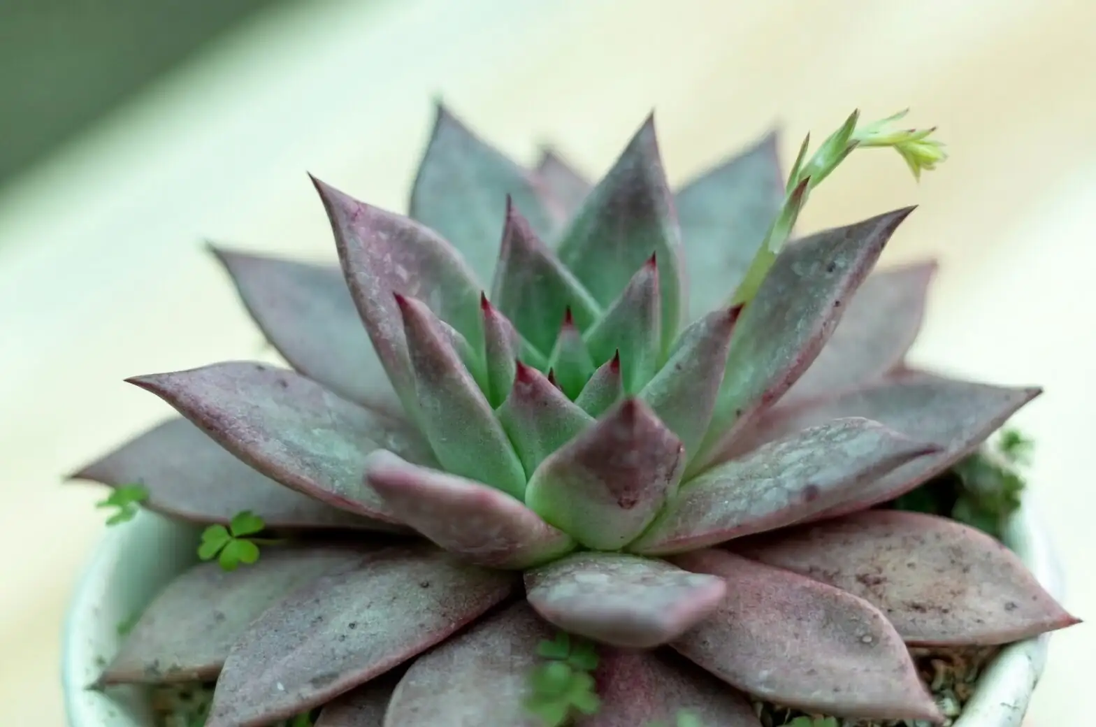 Mealybugs, Mites, and Mush: Your ‘Red Taurus’ Rescue Playbook