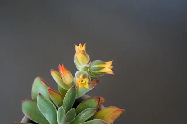 echeveria red taurus mealybugs leaf axils