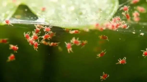 echeveria red taurus spider mites webbing