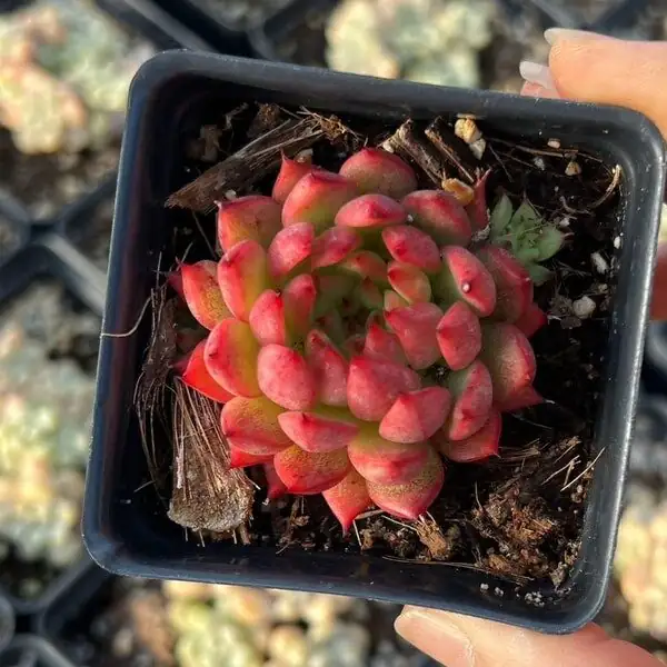 echeveria red taurus crown rot mushy