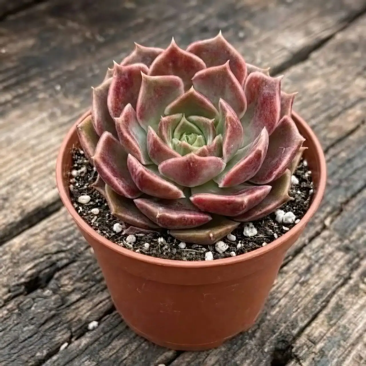 From Mexican Highlands to Garden Marvel: The Echeveria Story and the Rise of ‘Red Taurus’