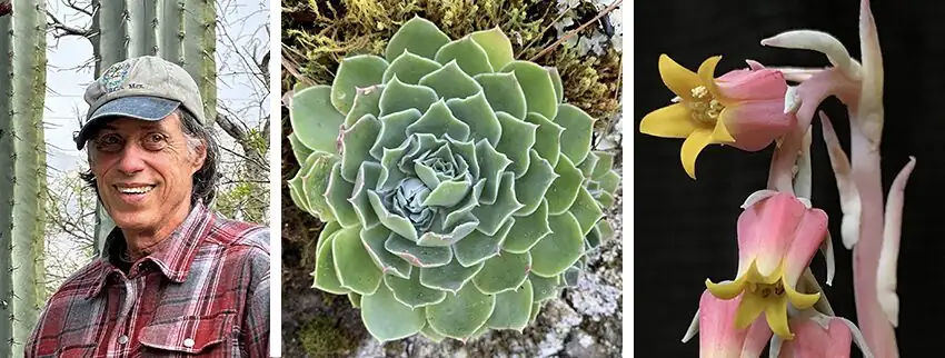 Echeveria on rocky cliff Mexico
