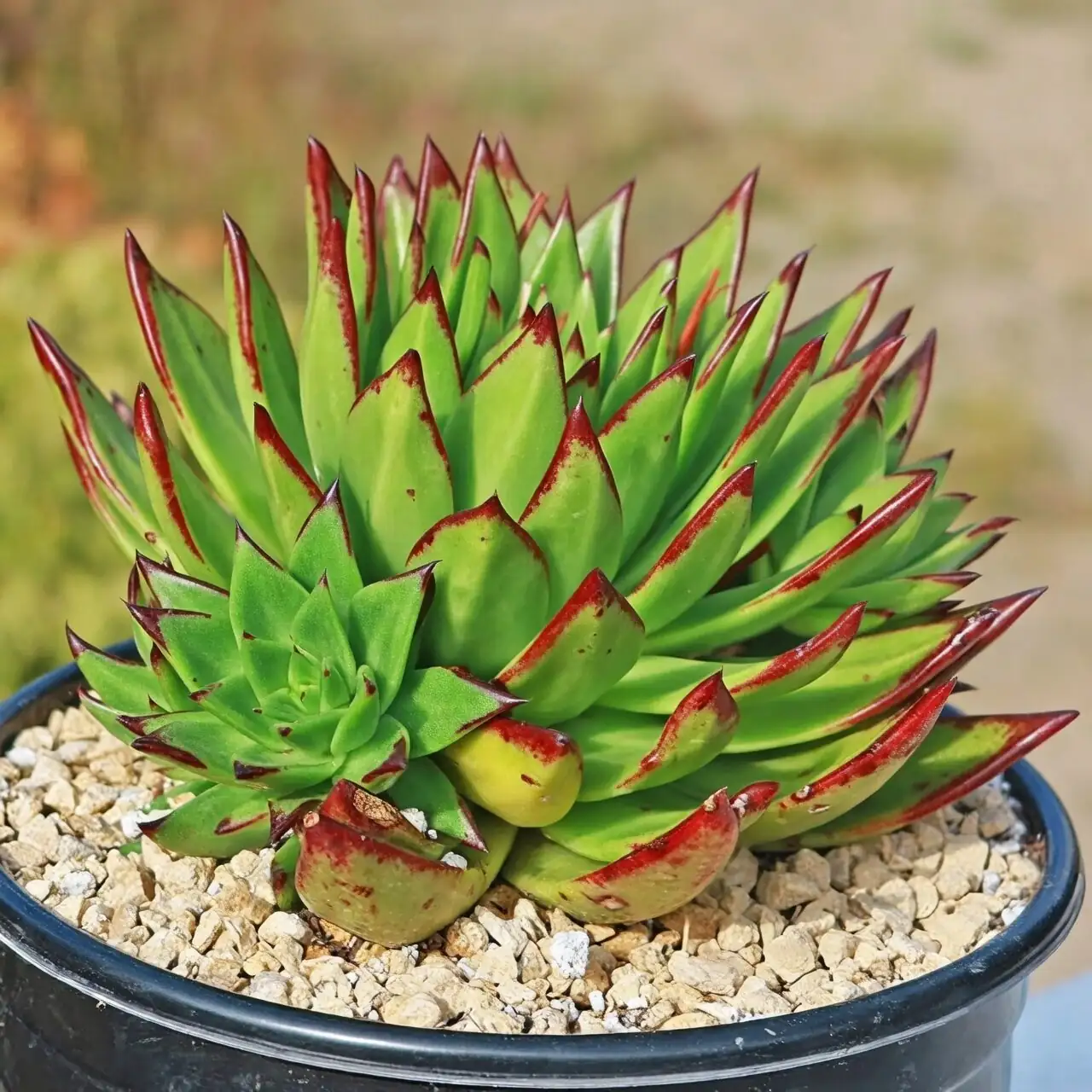 Echeveria red leaves sunlight close-up