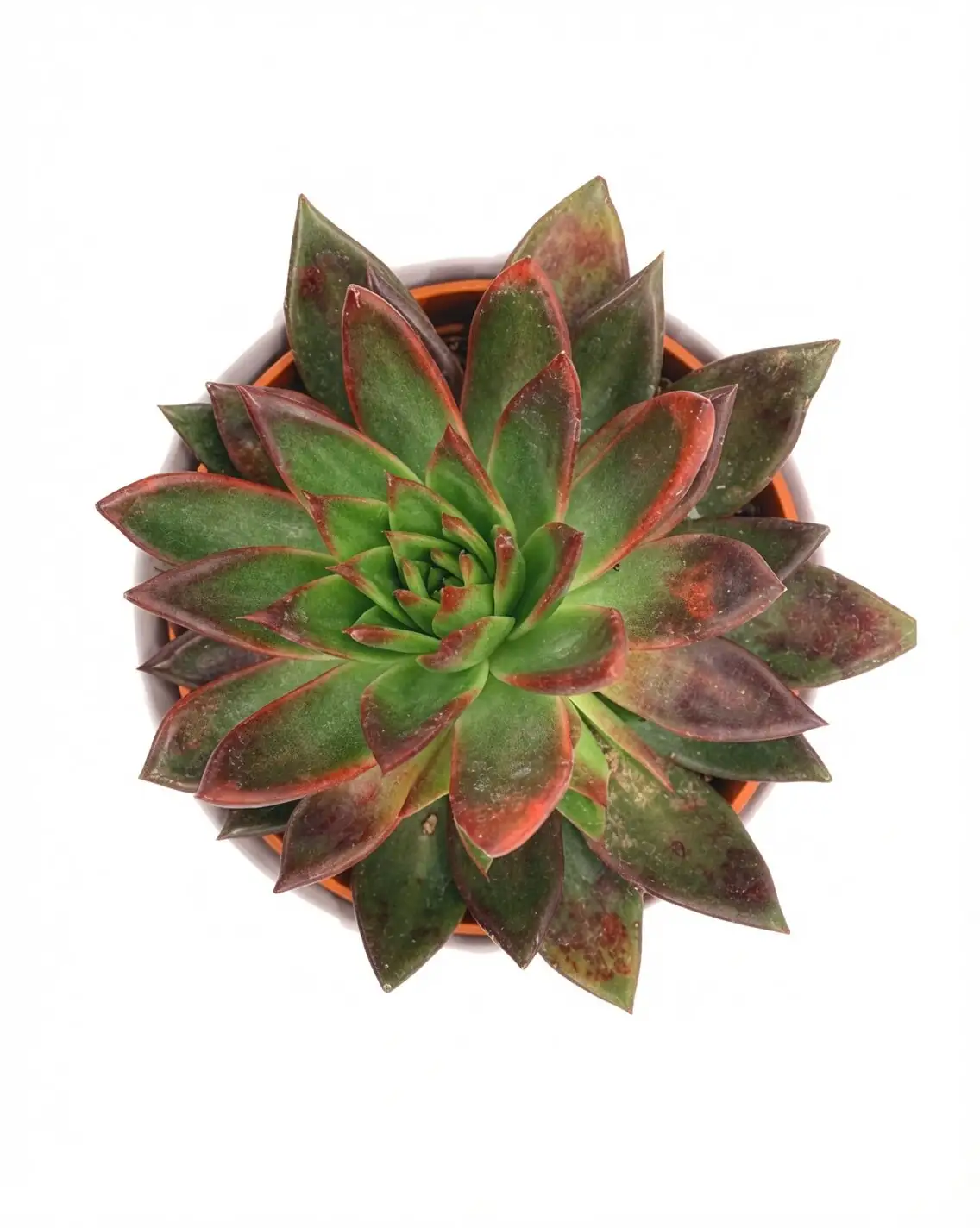 Echeveria Red Taurus flower stalks