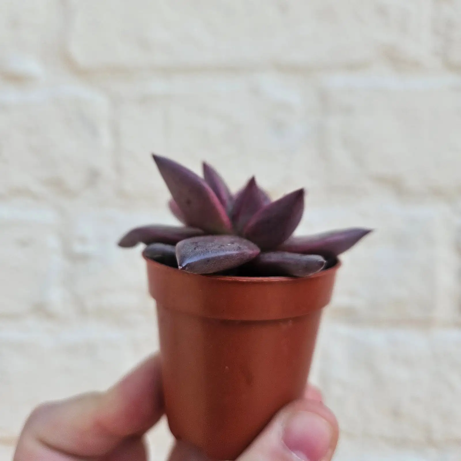 echeveria red taurus flower stalk
