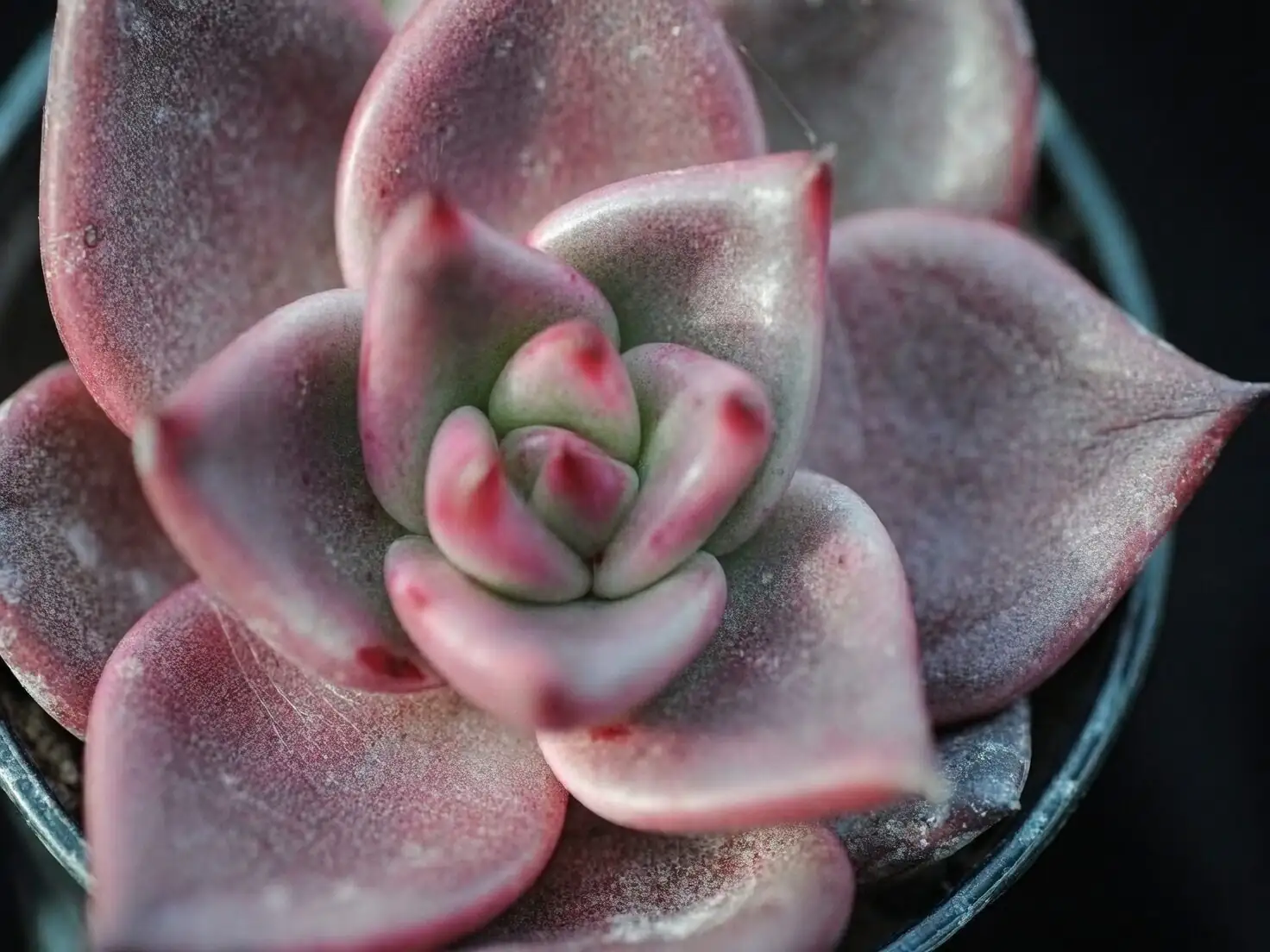 echeveria red taurus burgundy leaves