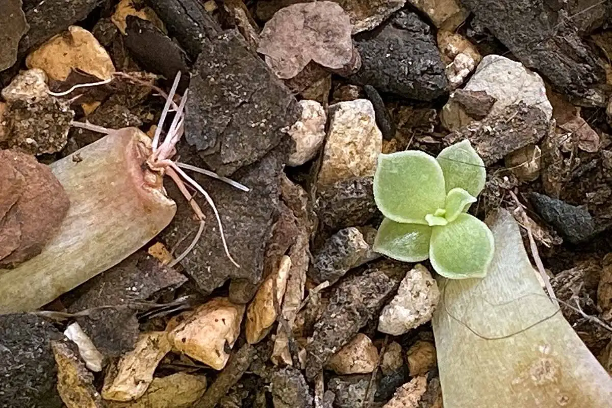 echeveria leaf cutting callus close-up