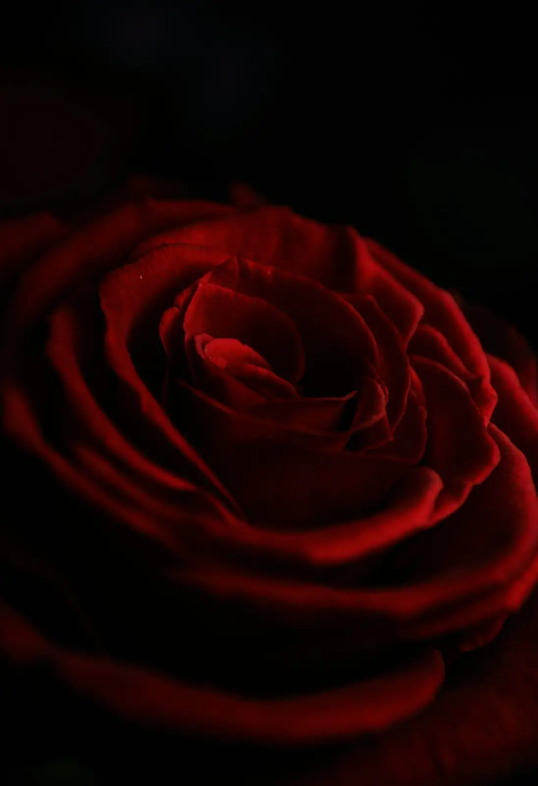 What Does Gifting a ‘Red Taurus’ Mean? Modern Flower Language, Zodiac Vibes, and Feng Shui