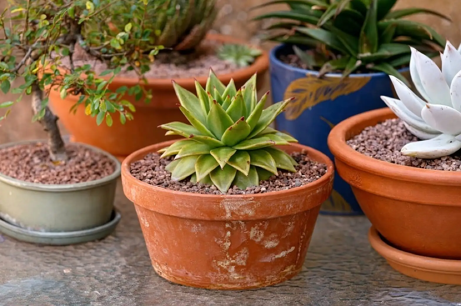Echeveria Red Taurus flowering stalks