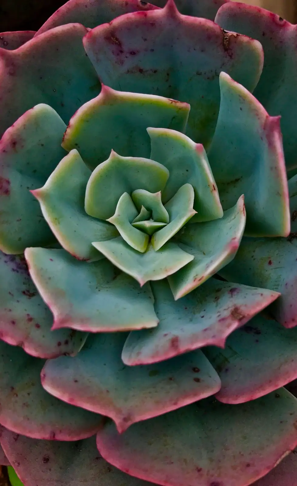 Echeveria Red Taurus full sun windowsill