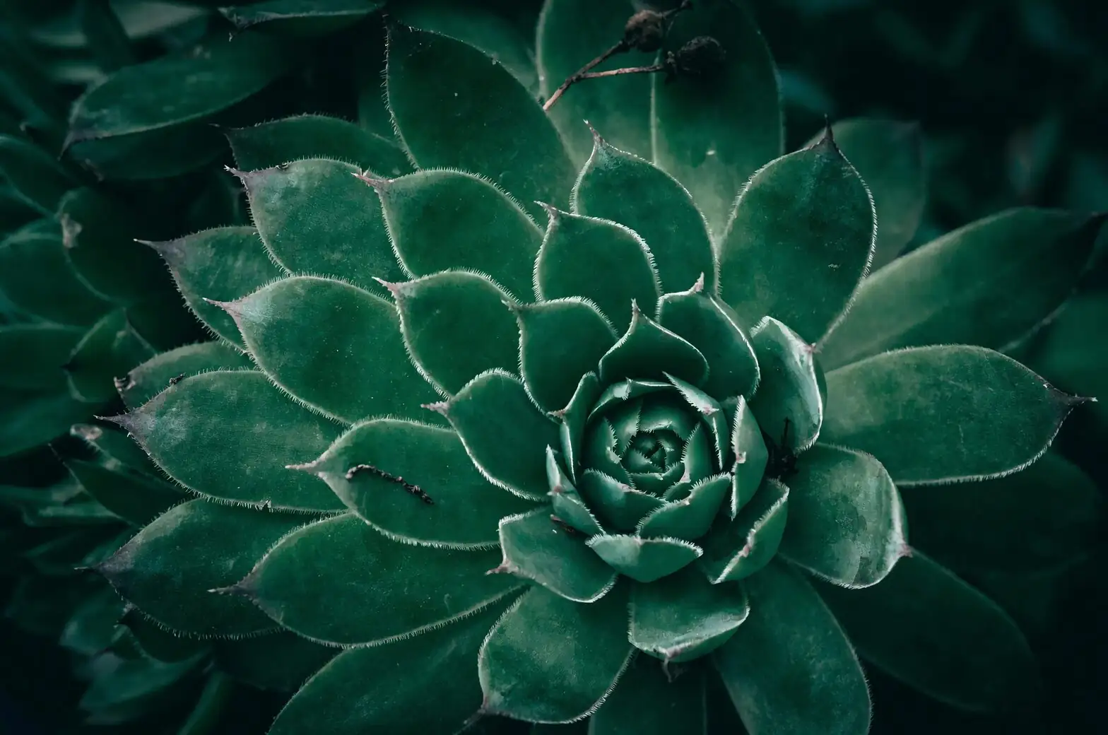 Echeveria Red Taurus leaf cutting pup