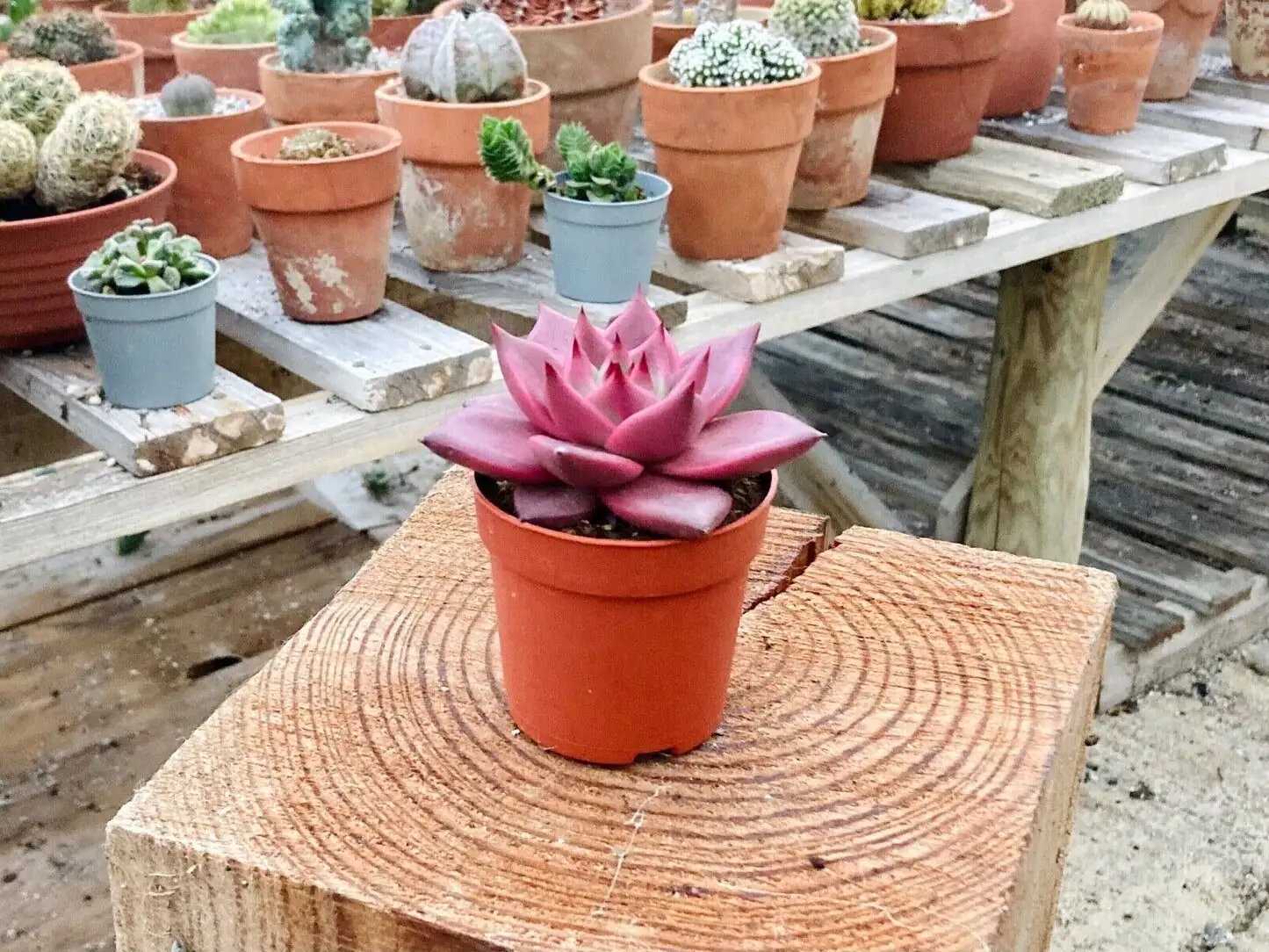 Echeveria Red Taurus repotting terracotta pot