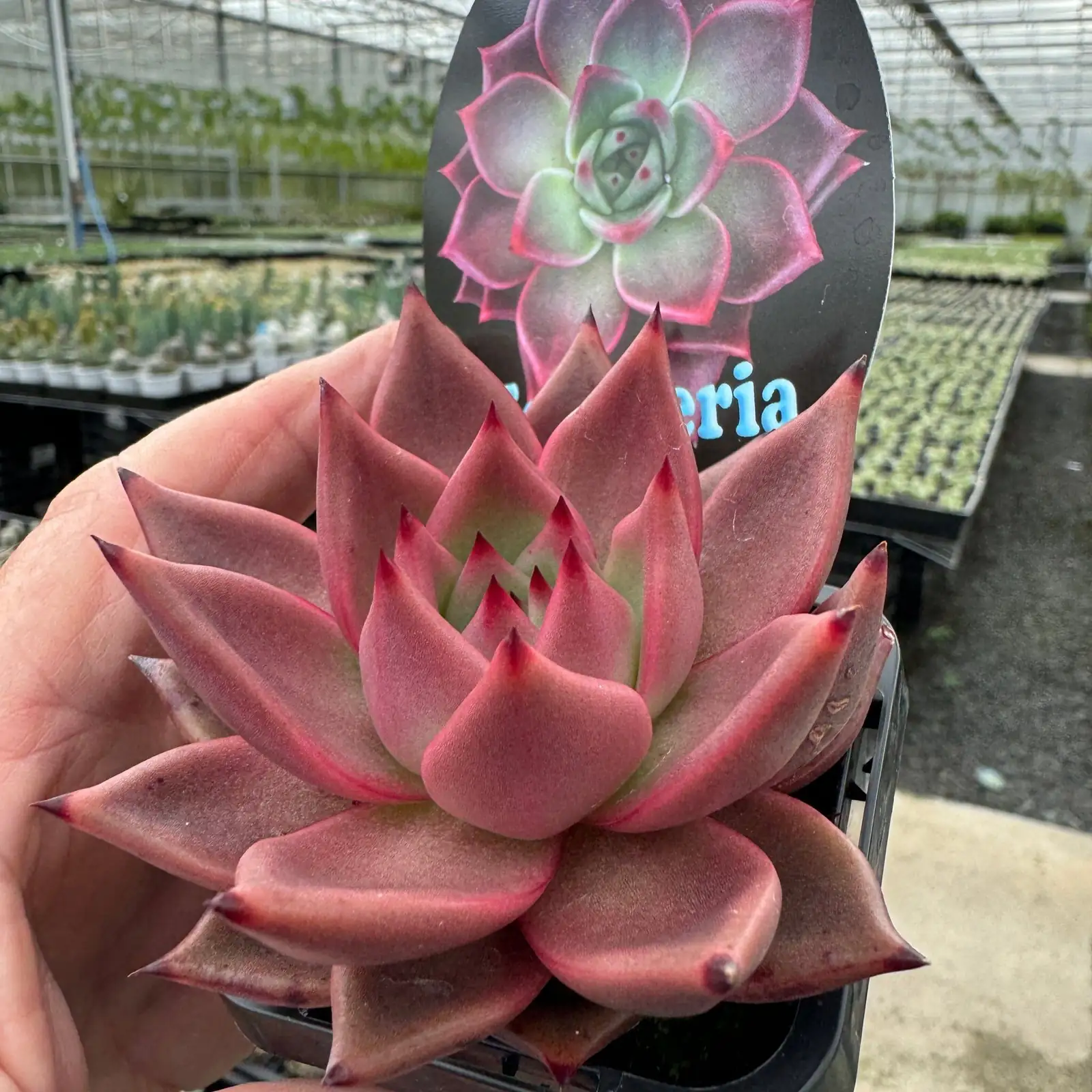 Echeveria Red Taurus flower stalks