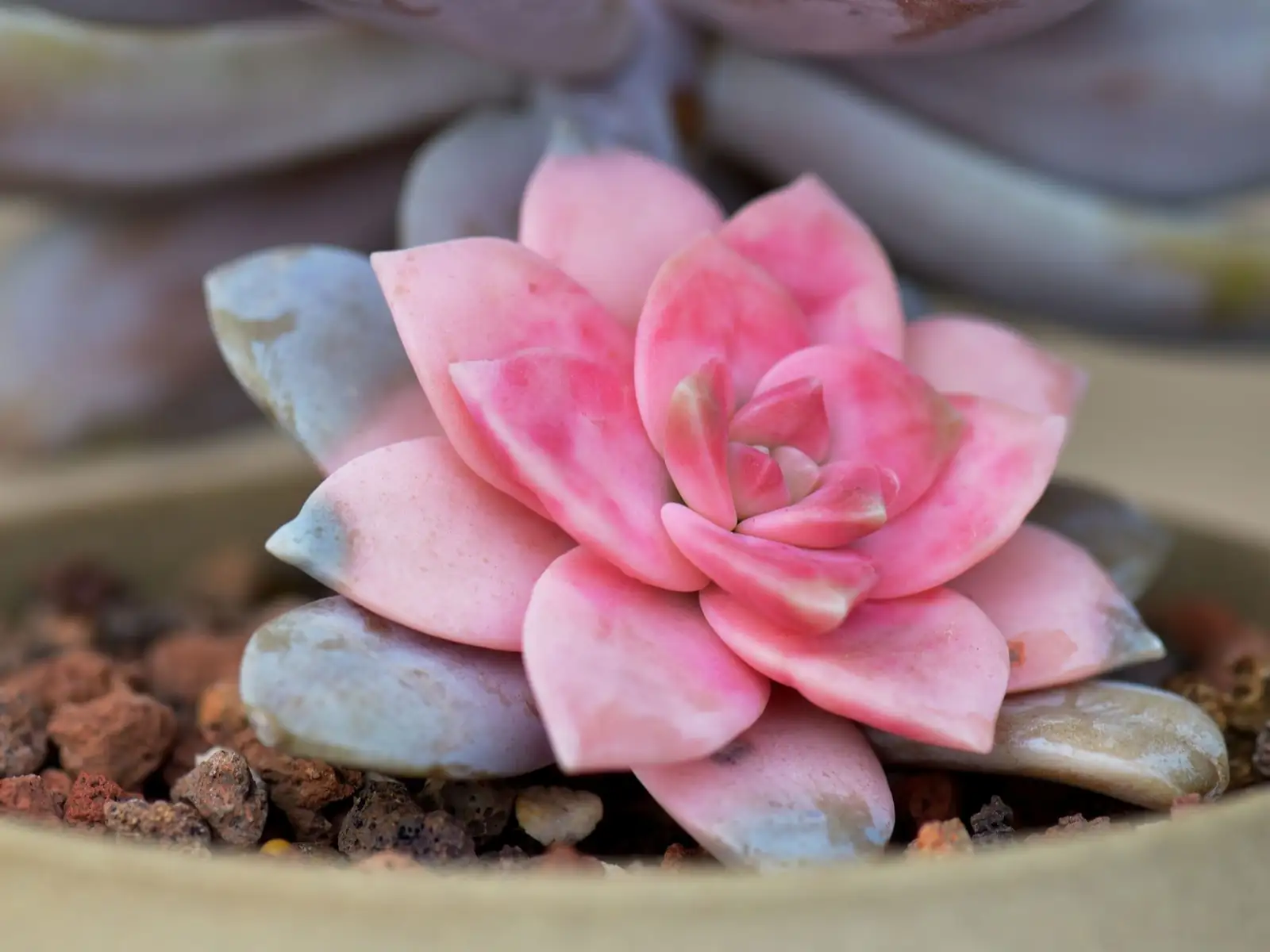 Echeveria Red Taurus winter windowsill