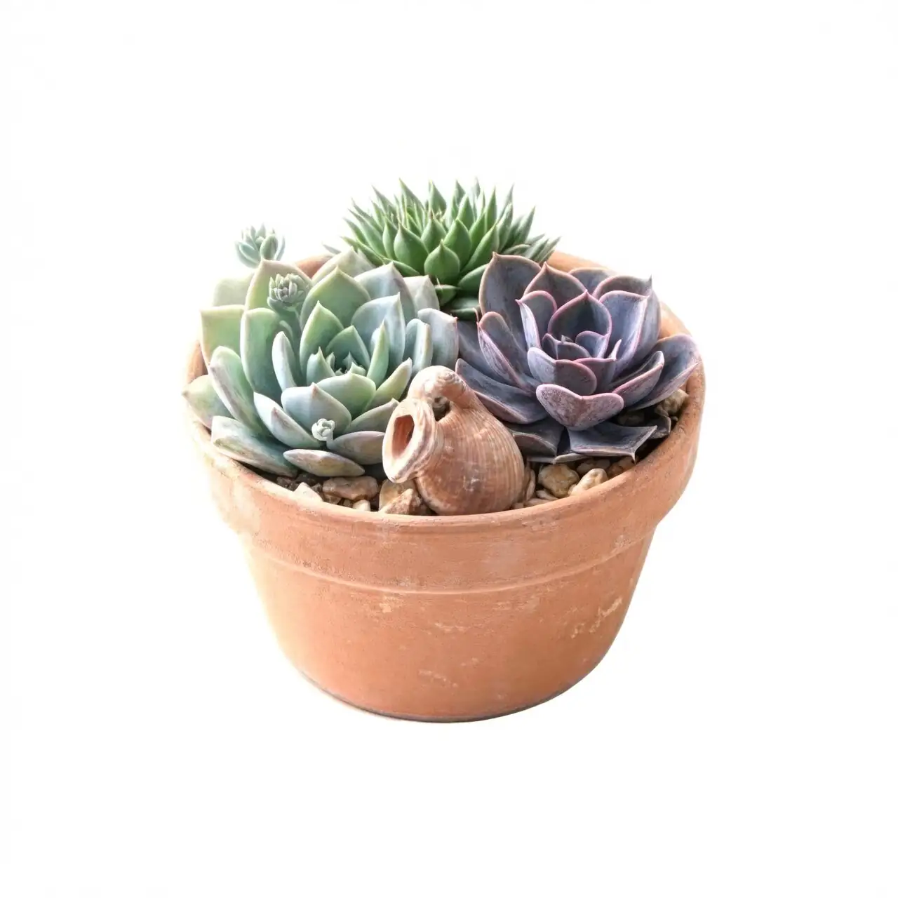 red taurus echeveria terracotta bowl