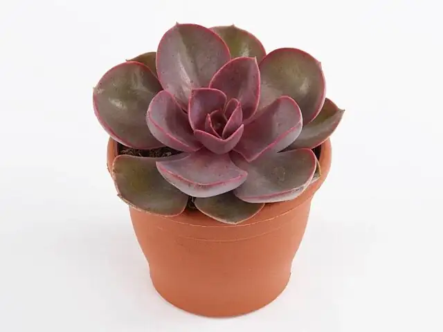 red taurus echeveria arrangement top view