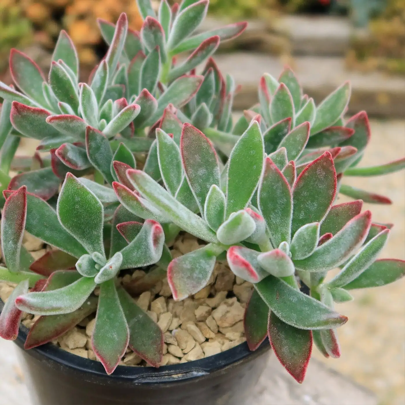 red taurus echeveria pumice collar close-up