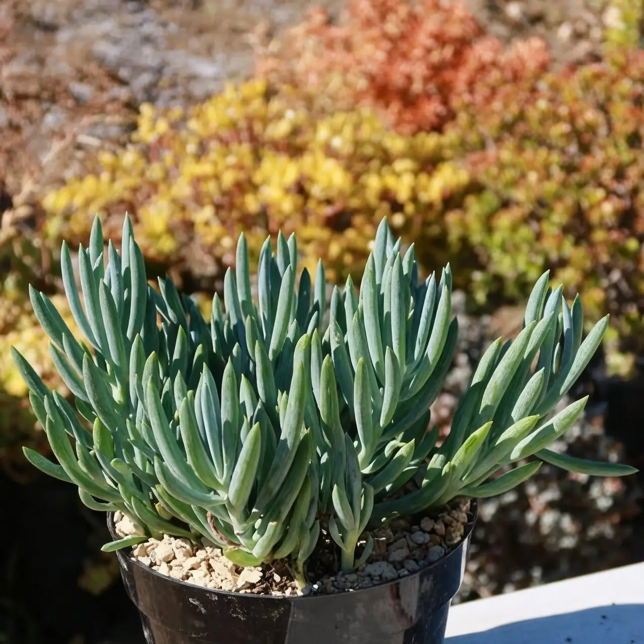 planting red taurus echeveria with blue chalk sticks