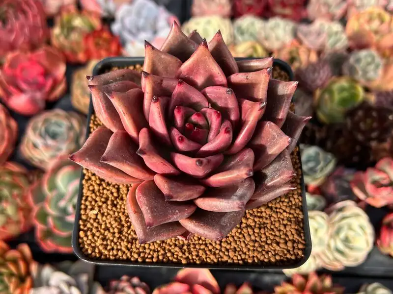 Echeveria Red Taurus under grow light