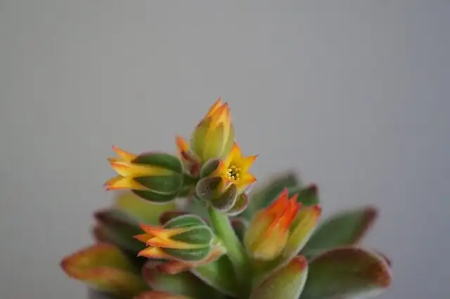 Echeveria Red Taurus morning sun patio