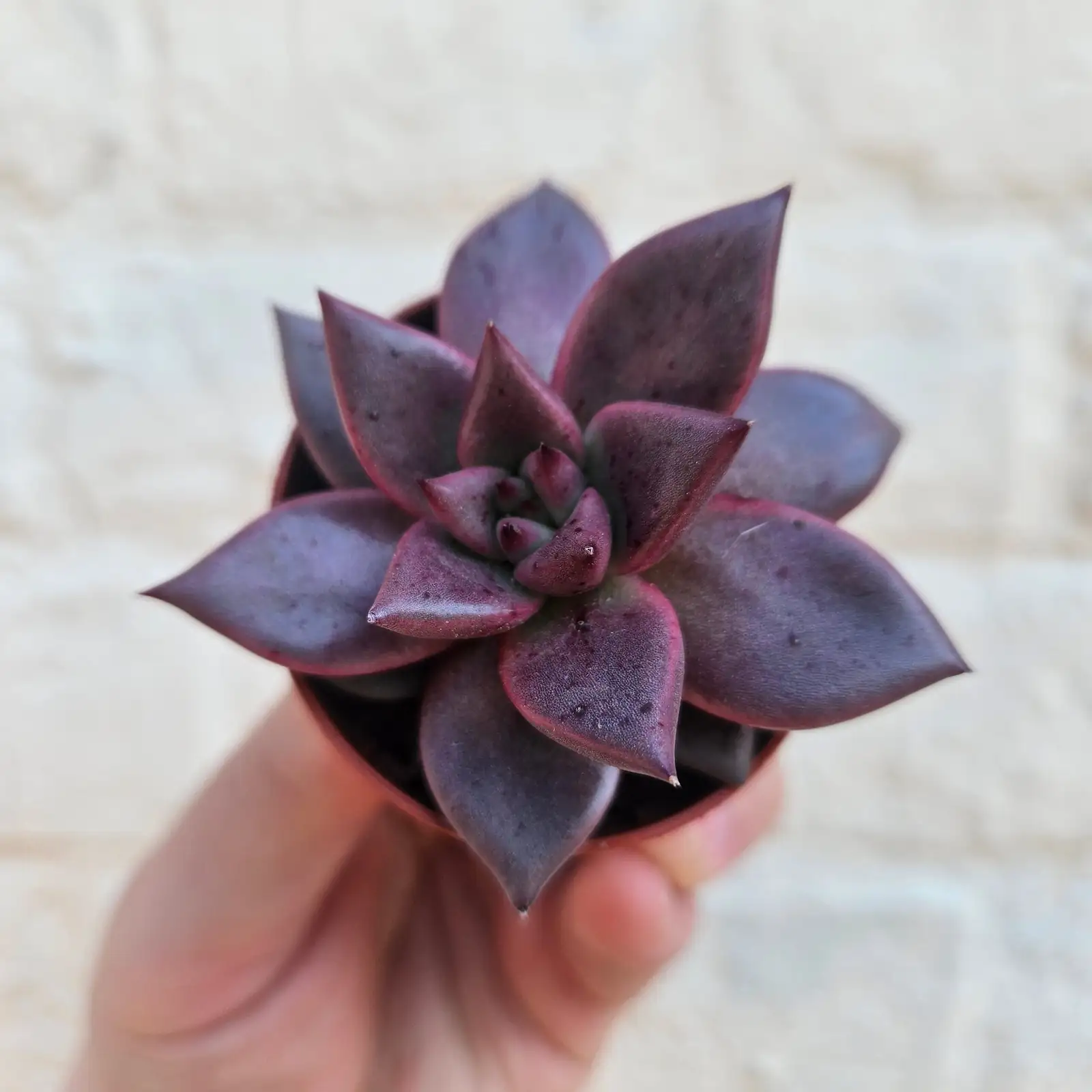 Terracotta vs. Glazed: How Your Pot Changes Watering for ‘Red Taurus’