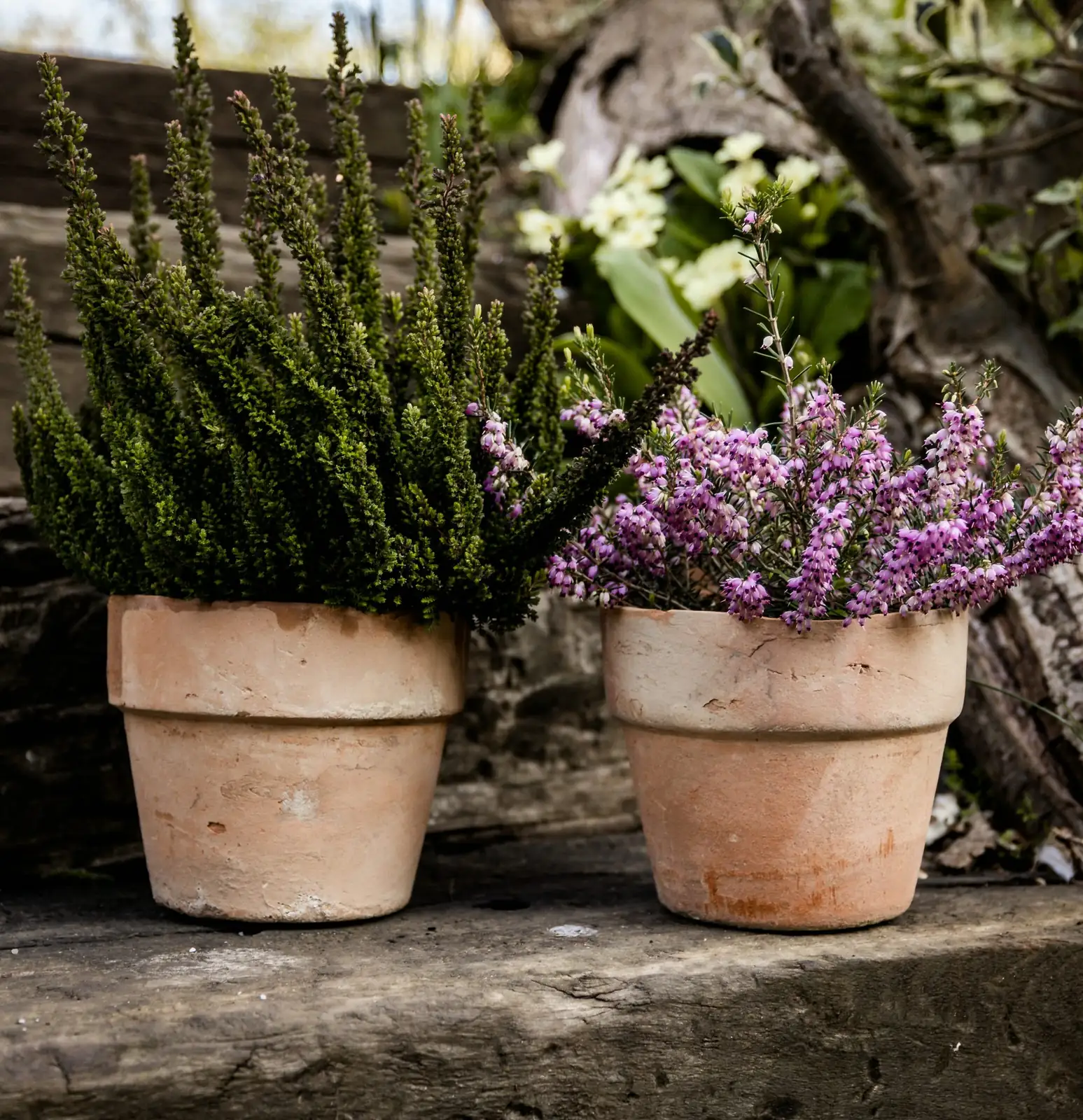 echeveria red taurus terracotta and glazed pots