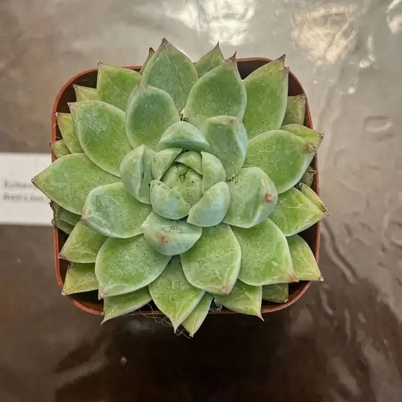 echeveria red taurus watering soil line