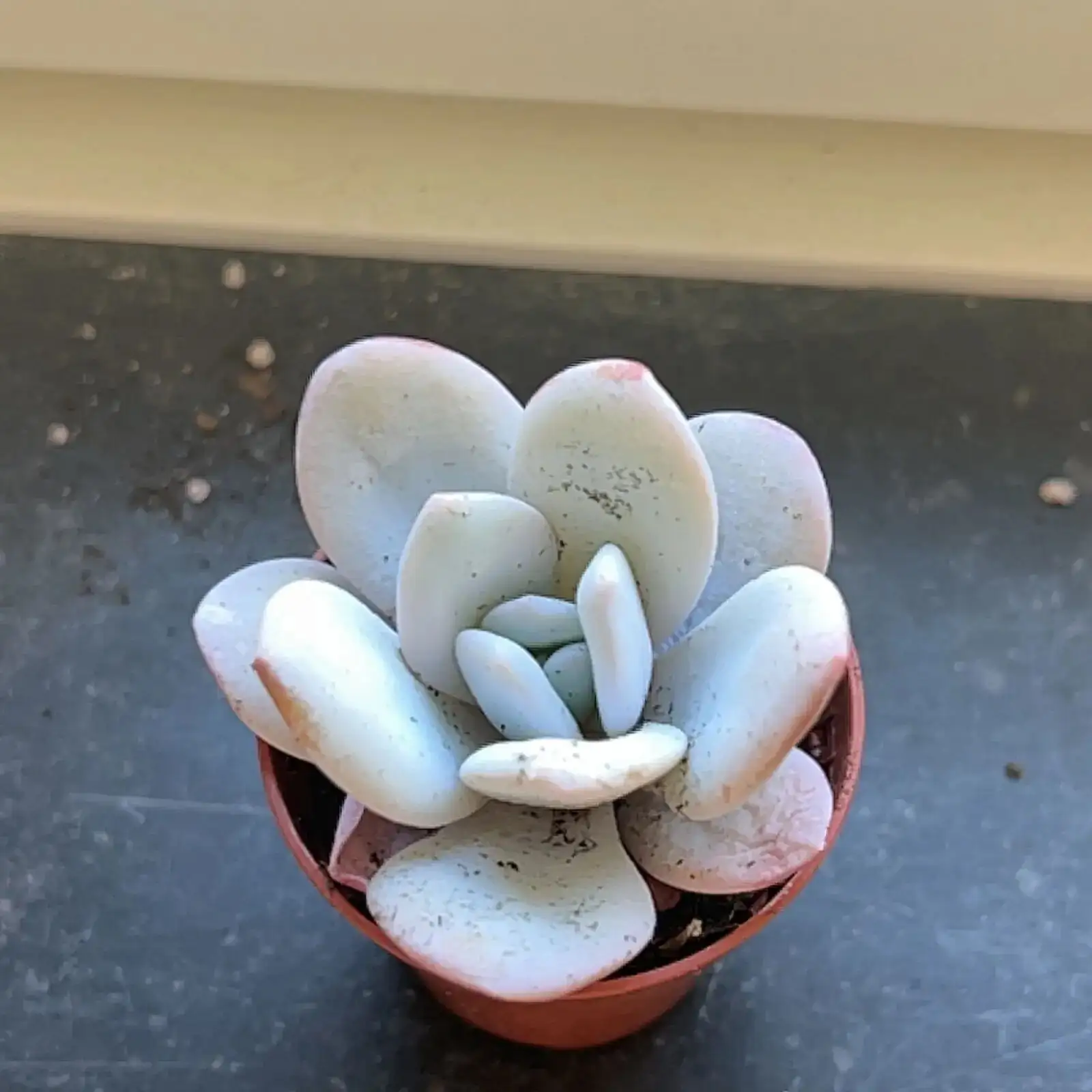 echeveria red taurus overwatering mushy leaves