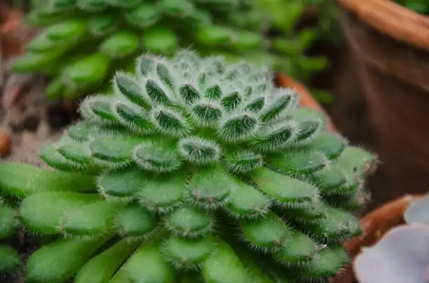 echeveria red taurus macro leaf axil
