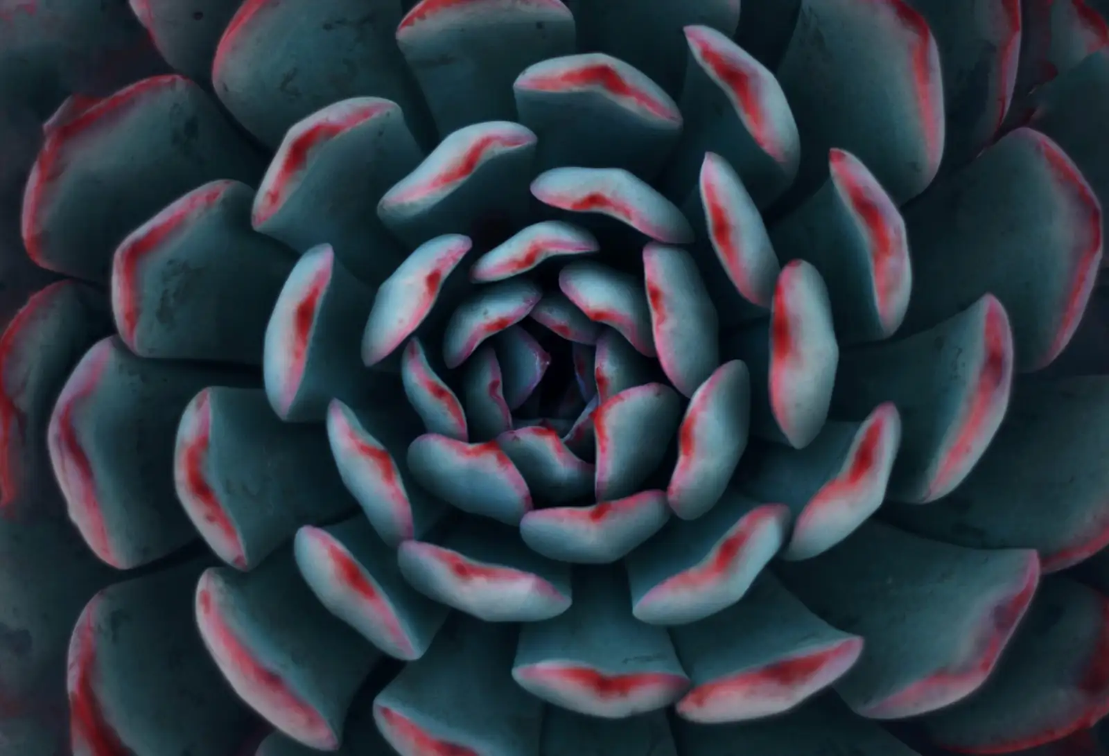 Red Taurus succulent gift card desk