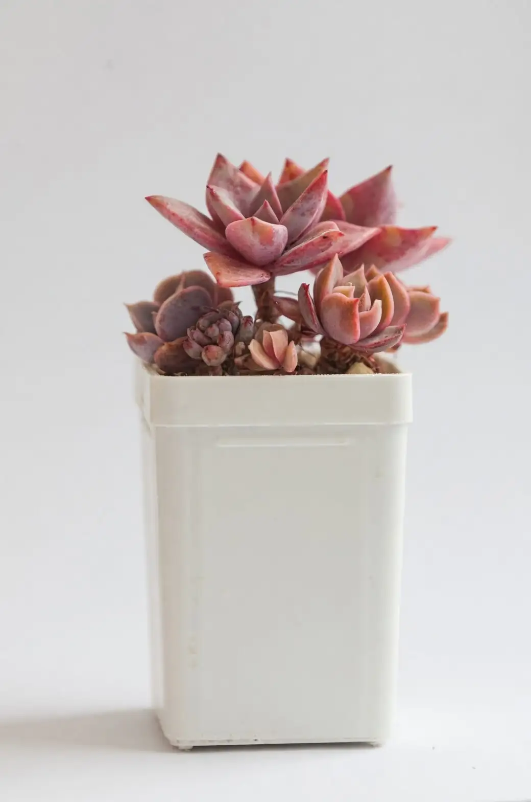 graptopetalum red taurus watering drainage