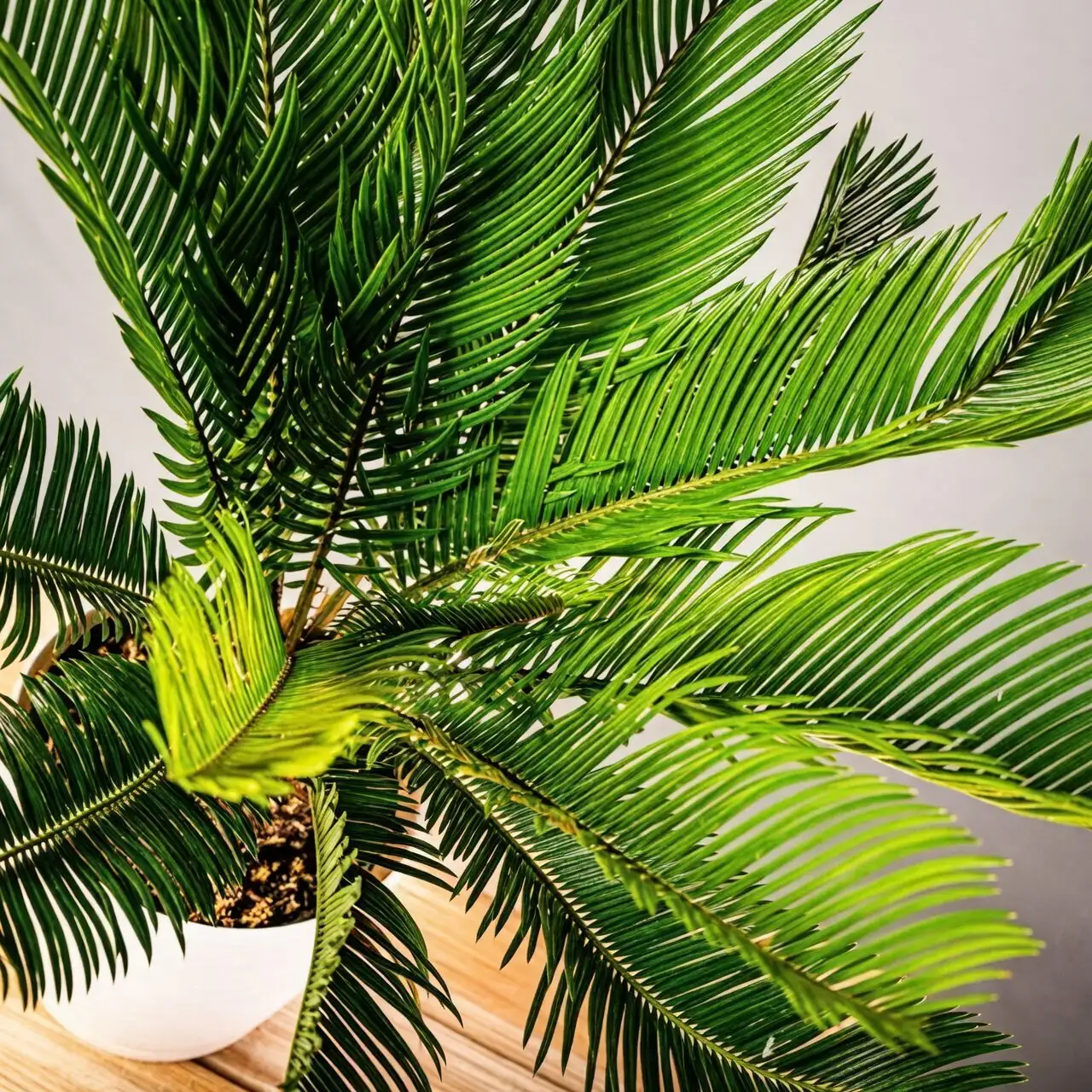 Water Like a Timekeeper: The Sago Palm Care Calendar (Light, Soil, and Seasons Explained)