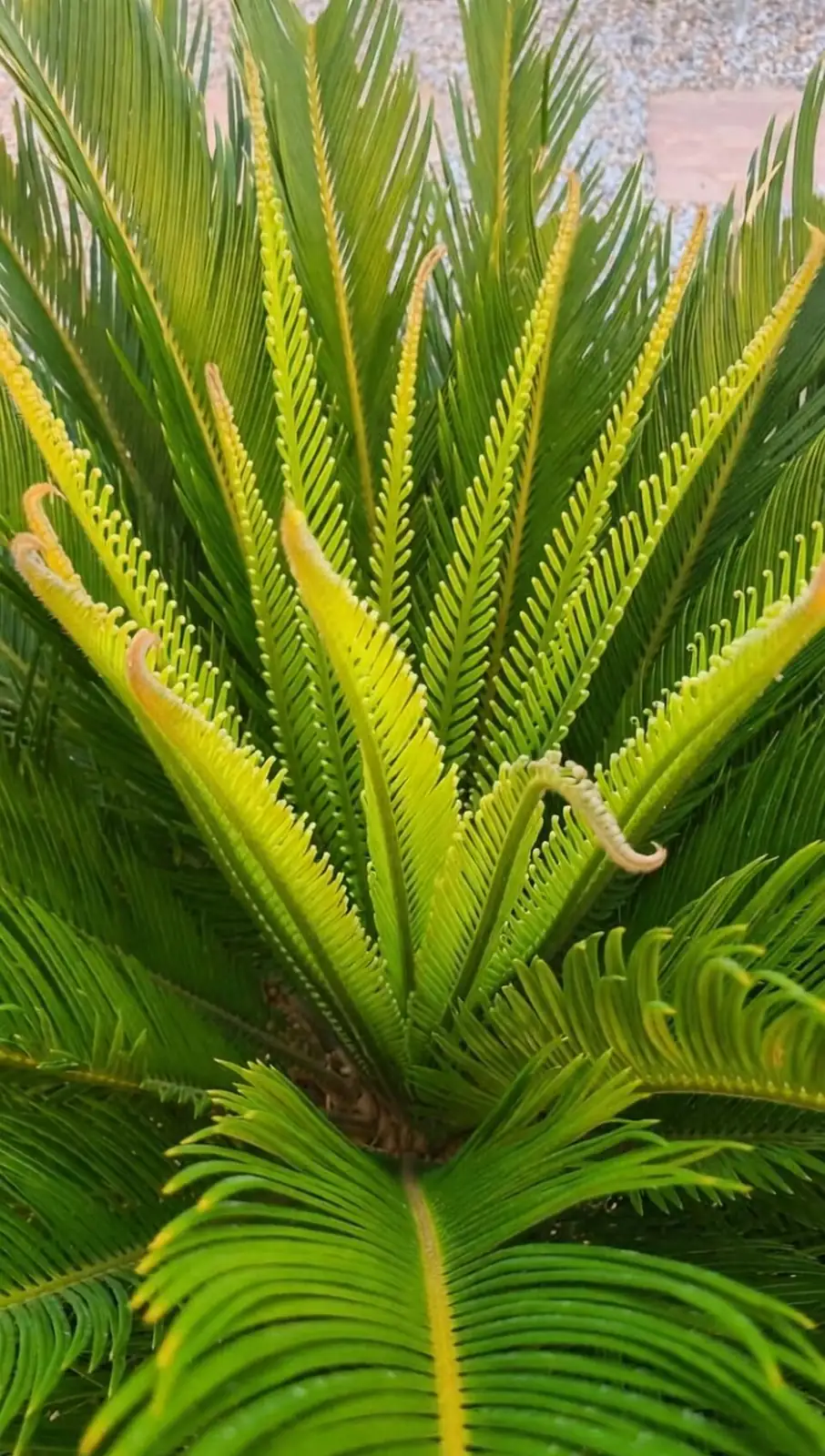 sago palm new frond flush