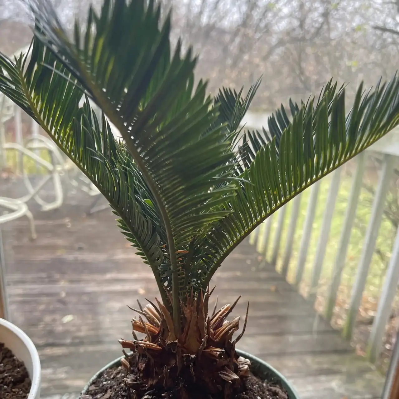Sticky Fronds or Yellow Tips? Outsmart Scale, Mites, and Crown Rot on Sago Palms
