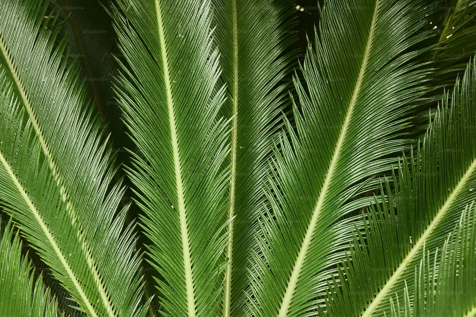 sago palm scale insects close-up