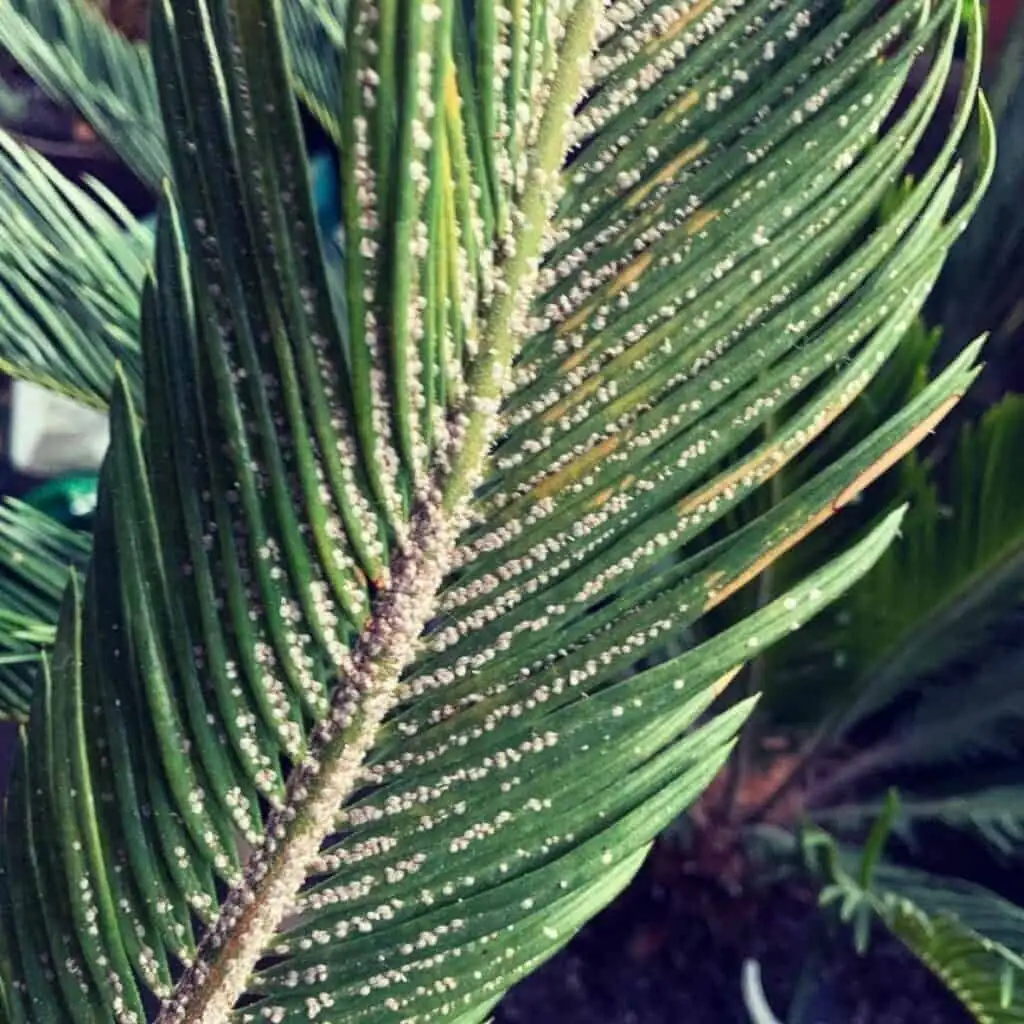 sago palm mealybugs in crown
