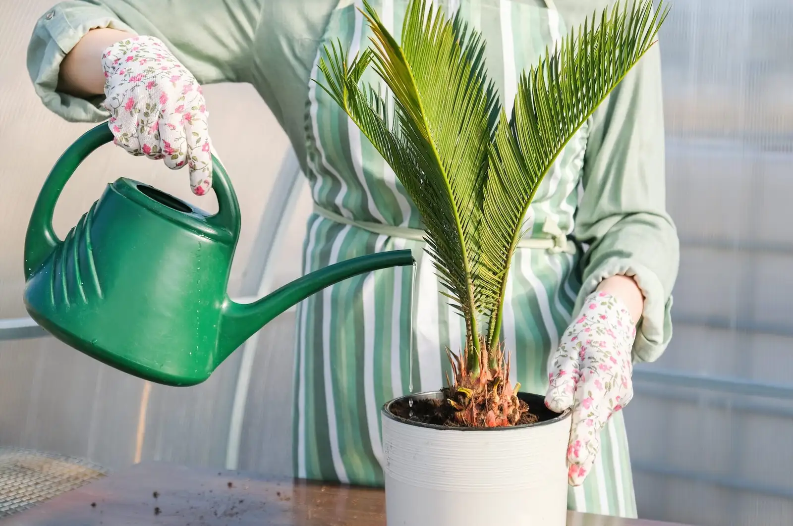 sago palm watering soil not crown