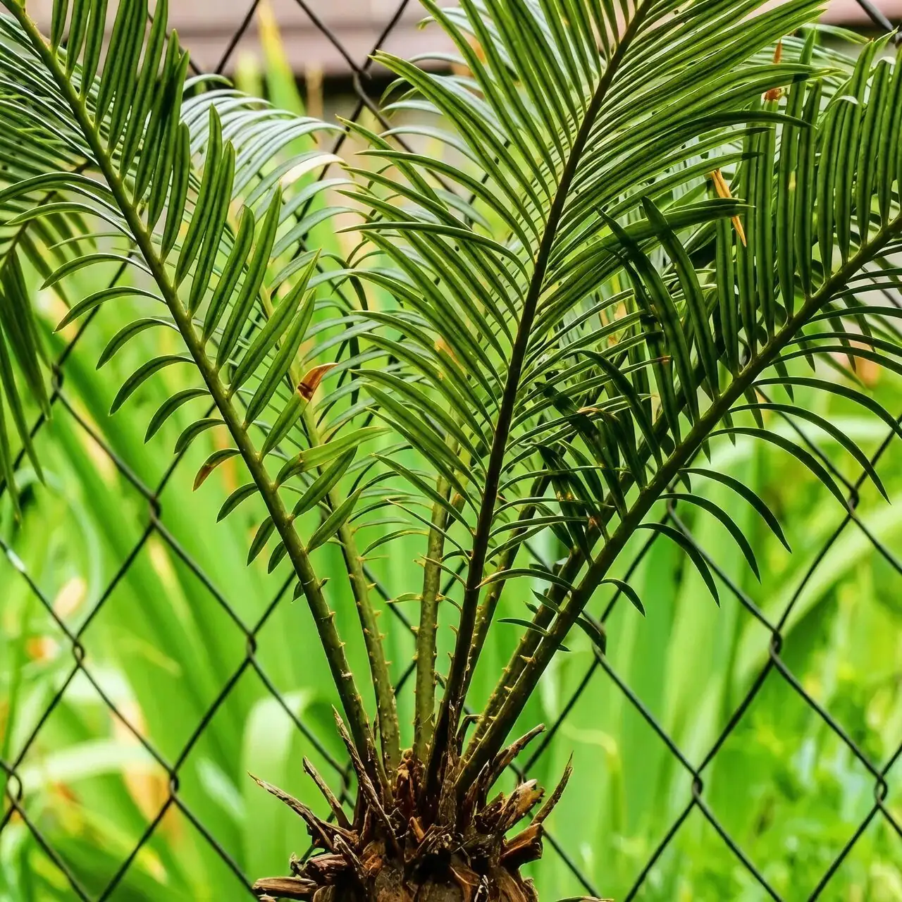 sago palm caudex fronds close-up